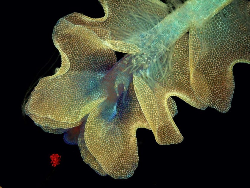 Barbilophozia sp - wątrobowiec
