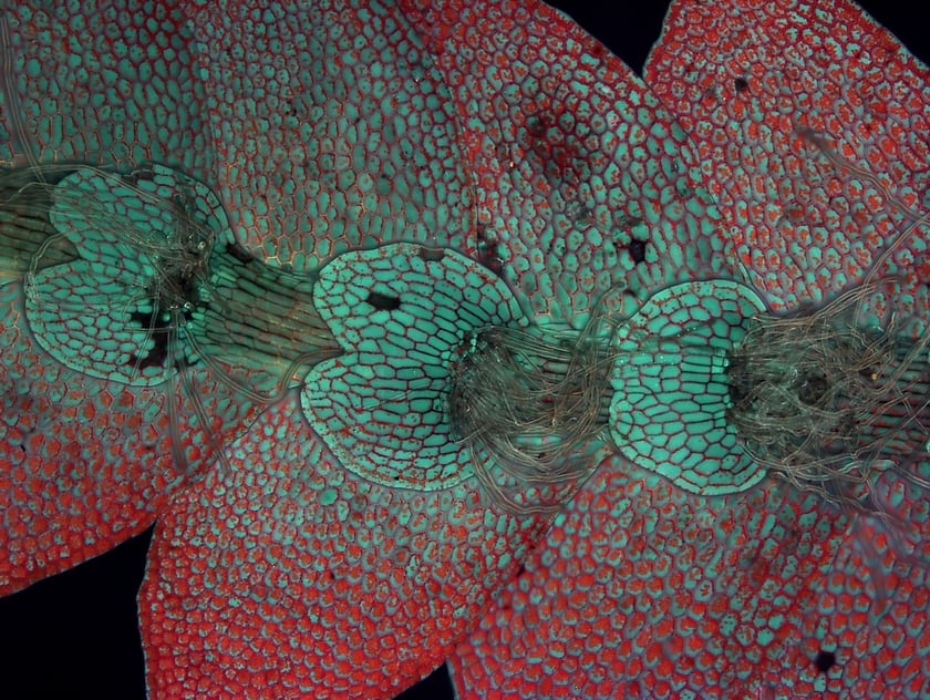 Clypogeia sp. - wątrobowiec