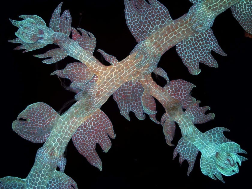 Lepidozia reptans