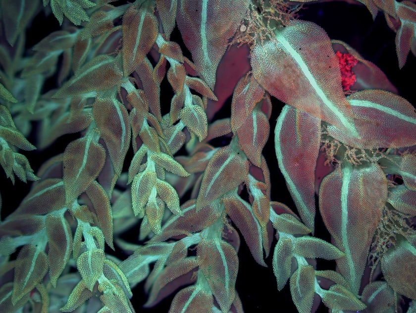 Thuidium tamariscinum, tujowiec tamaryszkowaty obserwowany w świetle UV