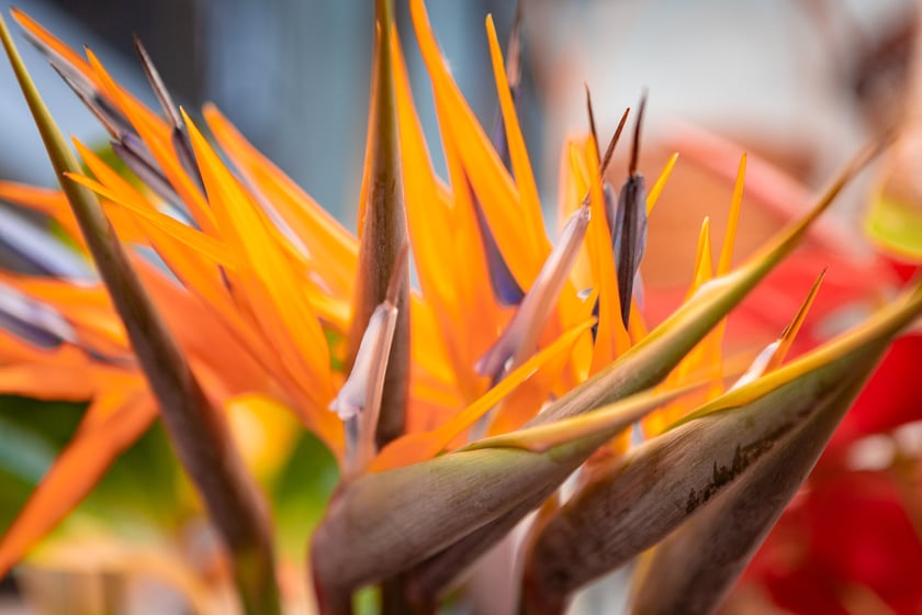 Hala Targowa i plac Solny gotowe na Walentynki - 12.02.2025 r.