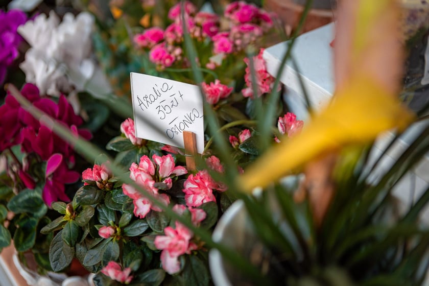 Hala Targowa i plac Solny gotowe na Walentynki - 12.02.2025 r.