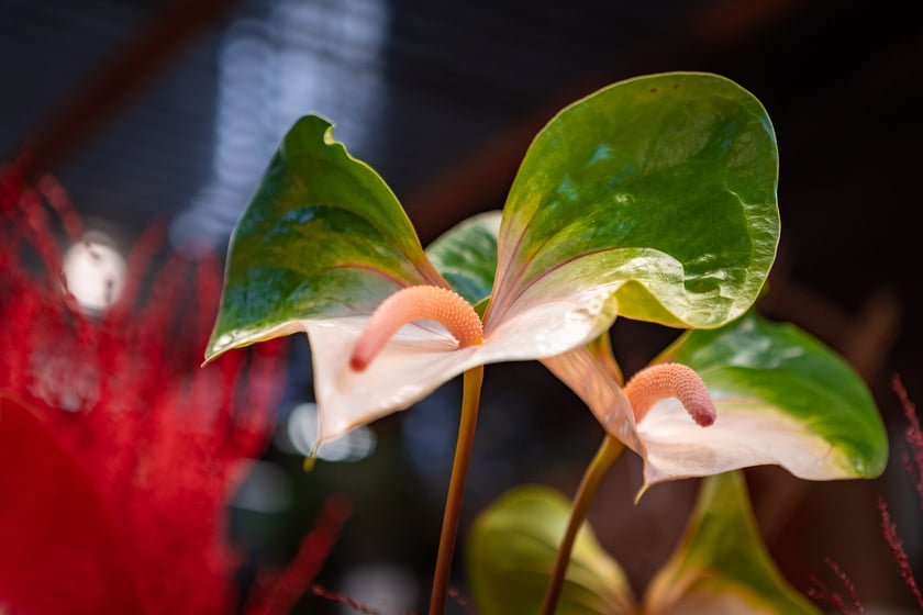 Hala Targowa i plac Solny gotowe na Walentynki - 12.02.2025 r.