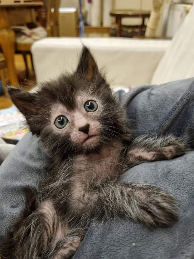 Kot rasy Lykoi z hodowli Kocia Przystań PL z Legnicy