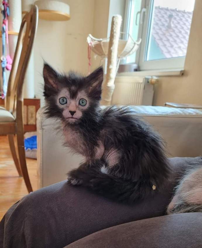 Kot rasy Lykoi z hodowli Kocia Przystań PL z Legnicy