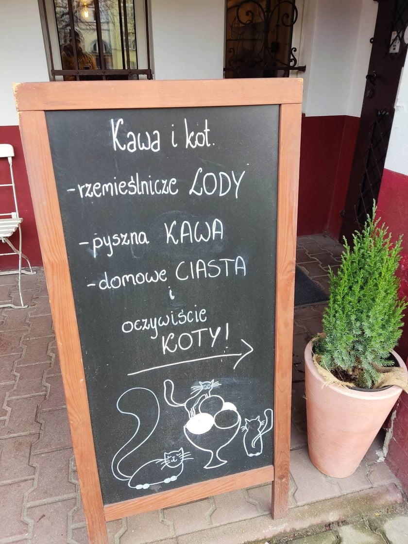 Kawa i kot, kocia kawiarnia we Wrocławiu