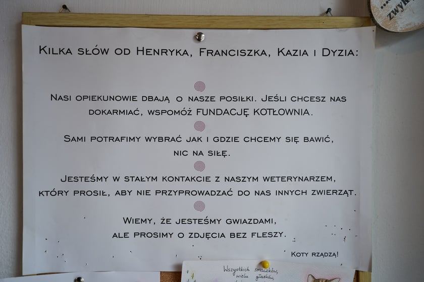 KOTON. Kocia kawiarnia we Wrocławiu