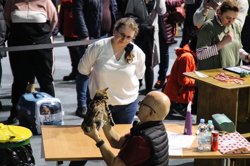 Wystawa Kotów Rasowych w Hali Orbita we Wrocławiu, 11.03.2023