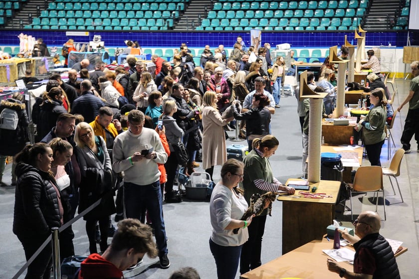 Wystawa Kotów Rasowych w Hali Orbita we Wrocławiu, 11.03.2023
