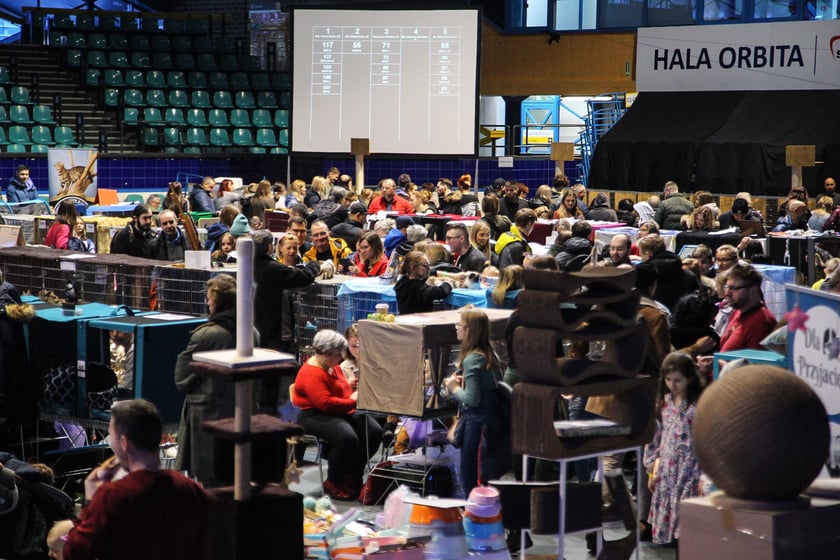 Wystawa Kotów Rasowych w Hali Orbita we Wrocławiu, 11.03.2023