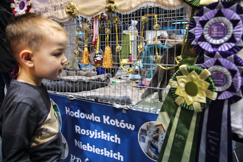 Wystawa Kotów Rasowych w Hali Orbita we Wrocławiu, 11.03.2023