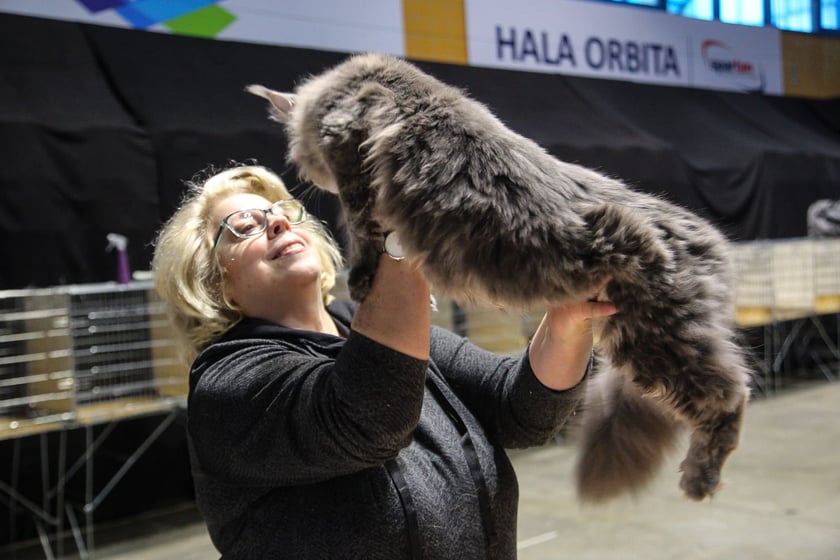 Wystawa Kotów Rasowych w Hali Orbita we Wrocławiu, 11.03.2023