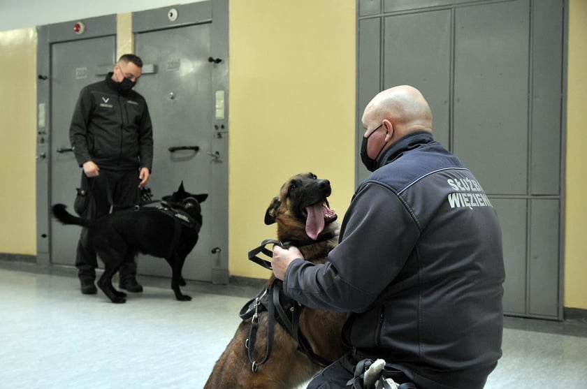 Zostań strażnikiem w więzieniu lub areszcie! Szukają pracowników i kuszą zarobkami. Czekają wolne etaty