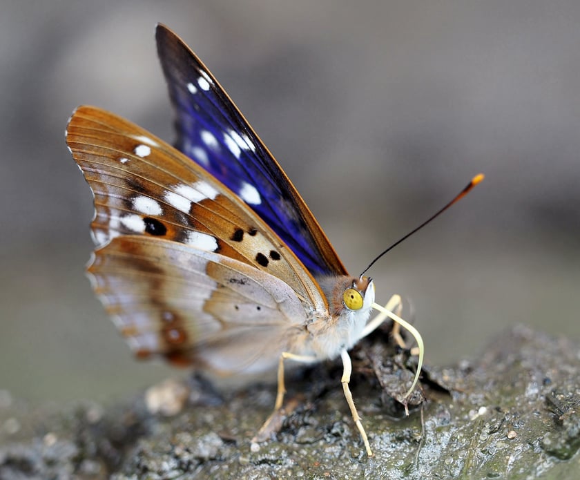 Motyl