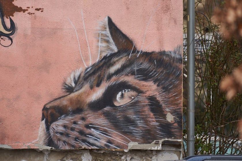 Kolorowe Podrówka na Nadodrzu