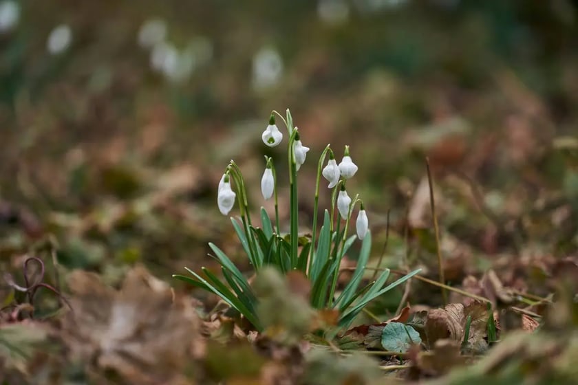 Ogród Botaniczny we Wrocławiu