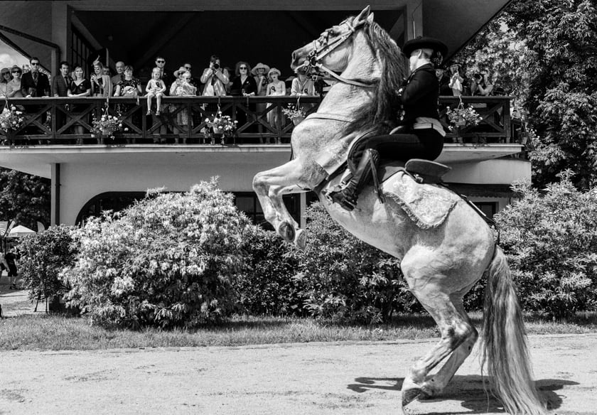 Zdjęcia Wiktora Rzeżuchowskiego, fotografa i  instruktora jazdy konnej