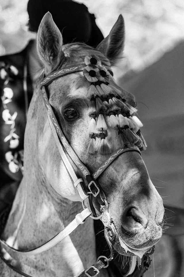 Zdjęcia Wiktora Rzeżuchowskiego, fotografa i  instruktora jazdy konnej