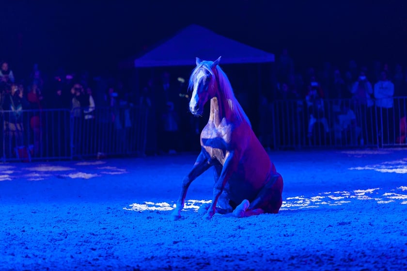 Zdjęcia Wiktora Rzeżuchowskiego, fotografa i  instruktora jazdy konnej