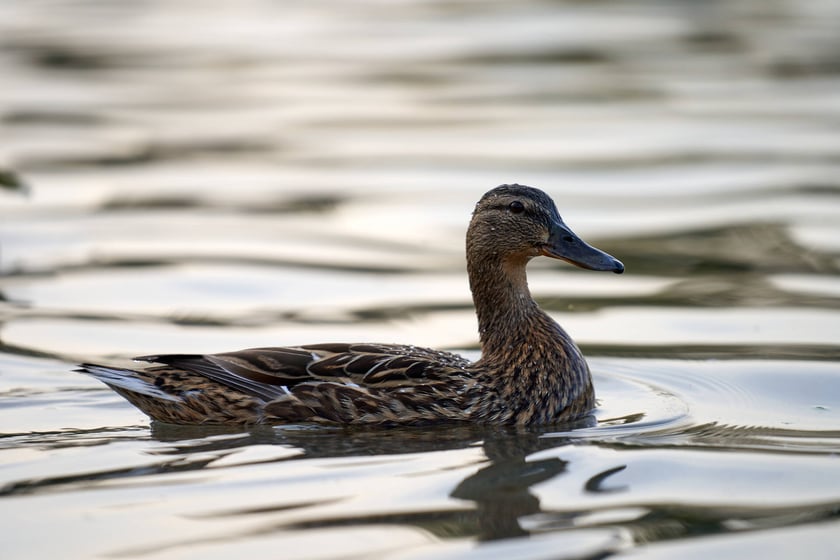 Pierwszy pokaz specjalny Fontanny Multimedialnej w sezonie 2023 - 5 maja 2023 r.