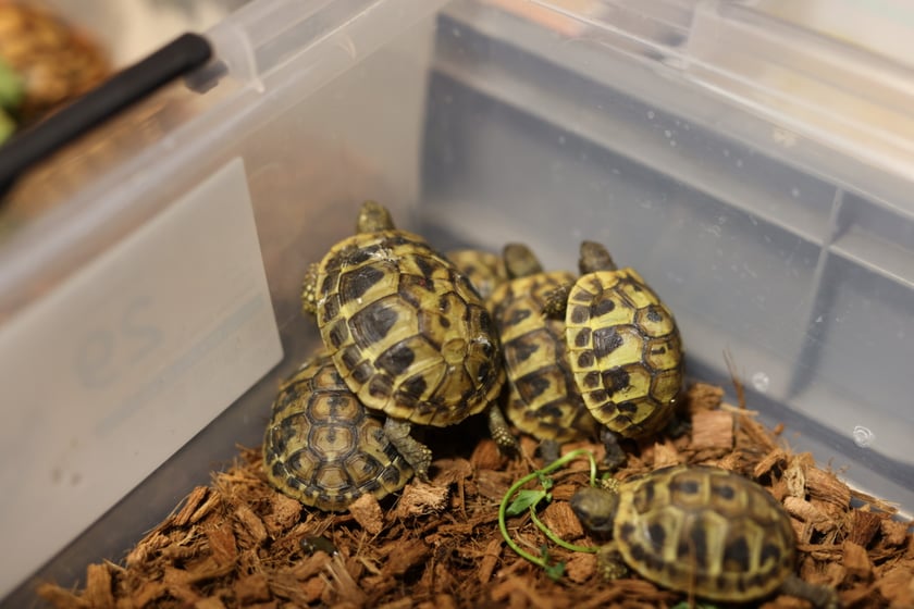 Dolnośląskie Targi Zoologiczne na Tarczyński Arena