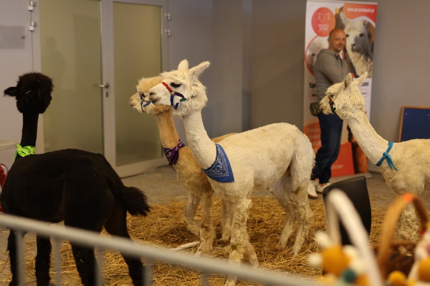 Dolnośląskie Targi Zoologiczne na Tarczyński Arena
