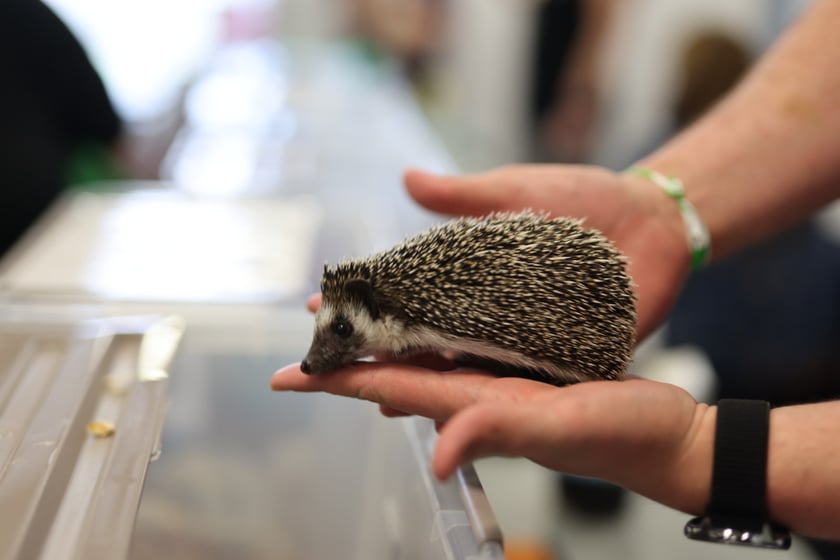 Dolnośląskie Targi Zoologiczne na Tarczyński Arena