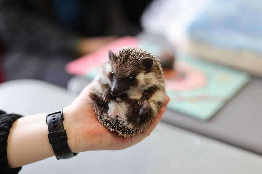 Dolnośląskie Targi Zoologiczne na Tarczyński Arena