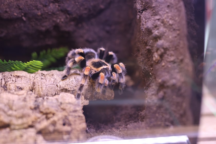 Dolnośląskie Targi Zoologiczne na Tarczyński Arena