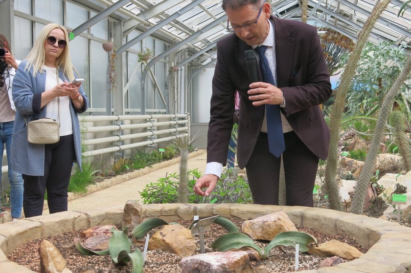 O welwiczji przedziwnej opowiada&nbsp;prof. Zygmunt Kącki, dyrektor Ogrodu Botanicznego Uniwersytetu Wrocławskiego: &ndash; Roślina ta może żyć na pustyni Namib &ndash; tylko tam występuje &ndash; 1500, a nawet 2000 lat. W naszej szklarni ma bardzo dobre warunki, o czym świadczy fakt, że pojawiają się nowe liście. Ma specjalnie skonstruowaną misę podgrzewaną od spodu i dodatkowe oświetlenie. Jest bardzo wymagająca.