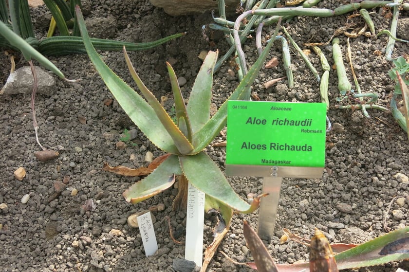 Aloes z Madagaskaru.&nbsp;