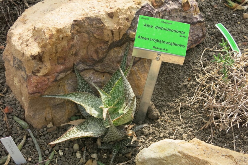 Aloes z Madagaskaru. Około&nbsp;90% flory z Madagaskaru to rośliny endemiczne, kt&oacute;re rosną tylko tam.