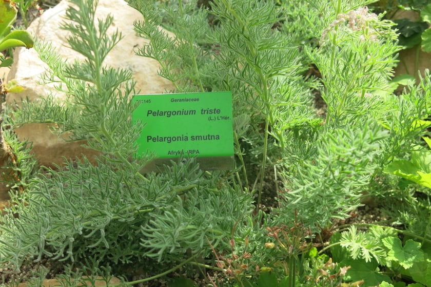 Każda roślina jest podpisana