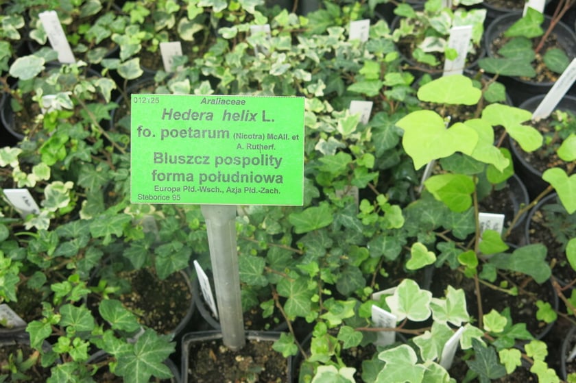 Bluszcz pospolity rozmnażany w Ogrodzie Botanicznym