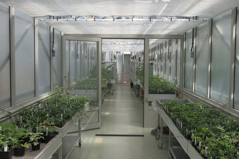 Środkowa szklarnia jest techniczna, to tzw. mnożarka roślin.&nbsp;Konstrukcję rozmnażarek opracowali pracownicy Ogrodu Botanicznego z działu technicznego&nbsp; &nbsp;
