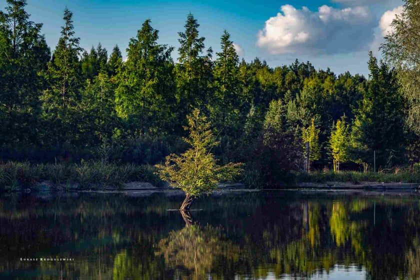 Arboretum Leśne