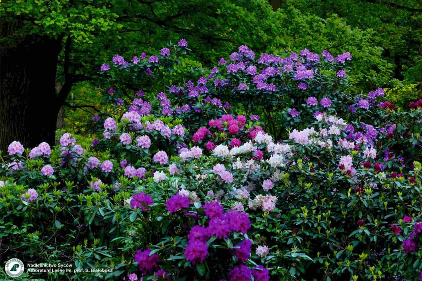 Arboretum Leśne