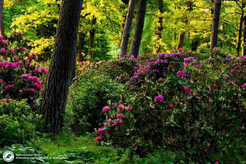 Arboretum Leśne