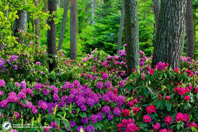 Arboretum Leśne