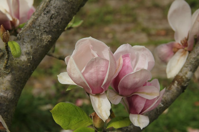 Arboretum Leśne&nbsp;