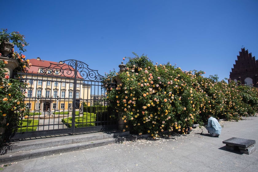 Róże przy Pałacu Królewskim