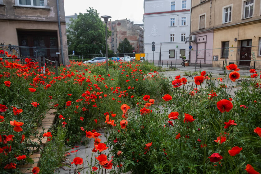 Maki wyrosły na działce budowlanej przy Uniwersytecie Wrocławskim