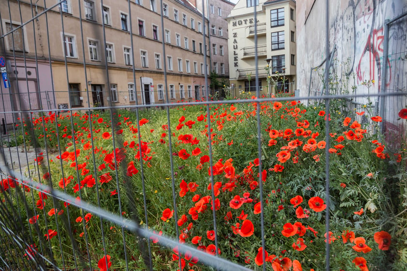 Maki wyrosły na działce budowlanej przy Uniwersytecie Wrocławskim