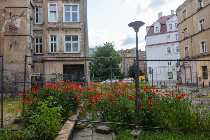 Maki wyrosły na działce budowlanej przy Uniwersytecie Wrocławskim