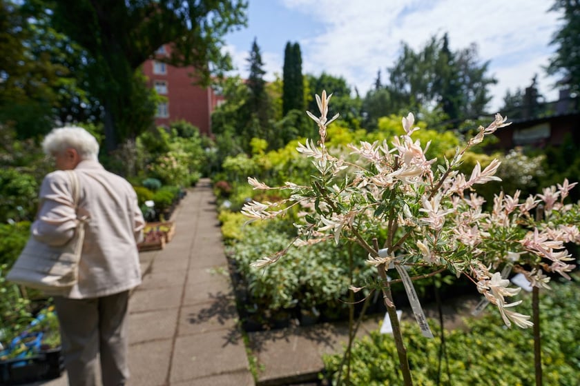 Czerwiec w ogrodzie i na balkonie. Które rośliny sadzimy w czerwcu, które kwiaty kwitną?