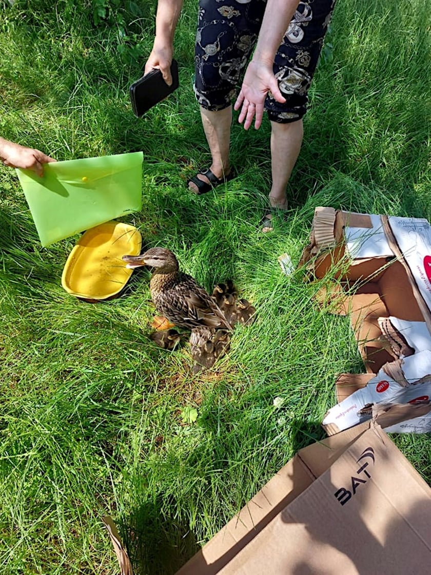 Akcja ratunkowa kaczej rodziny.