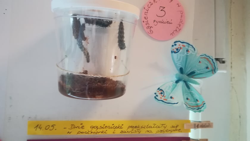 Przedszkolaki z "Zielonego Przedszkola przy Tramwajowej  zajmują się m .in. hodowlą motyli