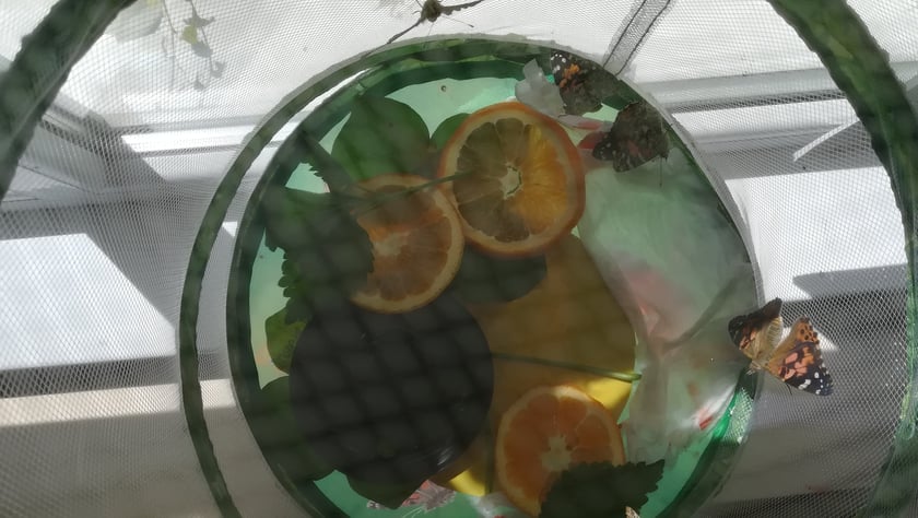 Przedszkolaki z "Zielonego Przedszkola przy Tramwajowej  zajmują się m .in. hodowlą motyli