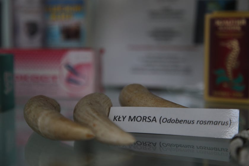 Ekspozycja na wrocławskim lotnisku z nielegalnymi przedmiotami przywiezionymi przez podróżnych
