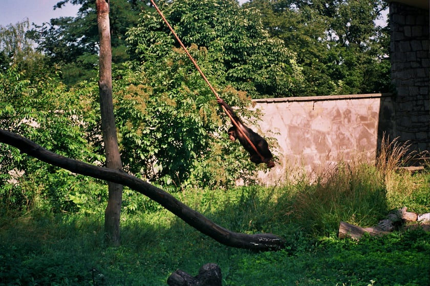 Wrocławskie zoo podczas powodzi tysiąclecia. Liny szympans&oacute;w były wykorzystywane przy pracach w umacnianiu wał&oacute;w. Małpom została tylko jedna
